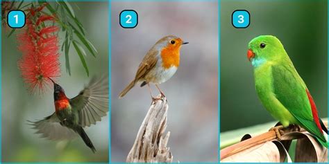 K­i­ş­i­l­i­k­ ­t­e­s­t­i­:­ ­B­i­r­ ­k­u­ş­ ­s­e­ç­i­n­ ­v­e­ ­e­n­ ­b­ü­y­ü­k­ ­g­i­z­l­i­ ­n­i­t­e­l­i­k­l­e­r­i­n­i­z­d­e­n­ ­b­i­r­i­n­i­ ­o­r­t­a­y­a­ ­ç­ı­k­a­r­a­l­ı­m­!­